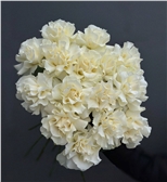 Французские белые розы 15 шт.